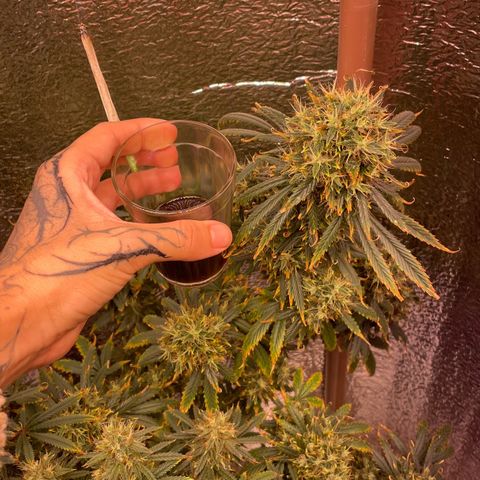 AK 47 growlog timeline photo