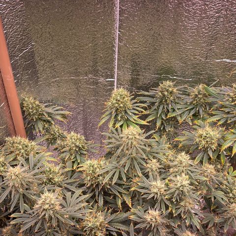 AK 47 growlog timeline photo