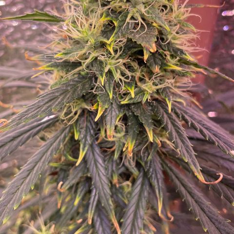 AK 47 growlog timeline photo