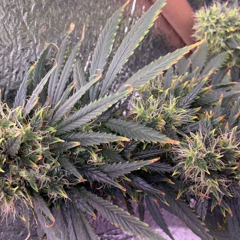 AK 47 growlog timeline photo