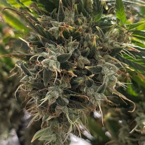 AK 47 growlog timeline photo