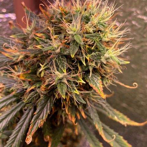 AK 47 growlog timeline photo