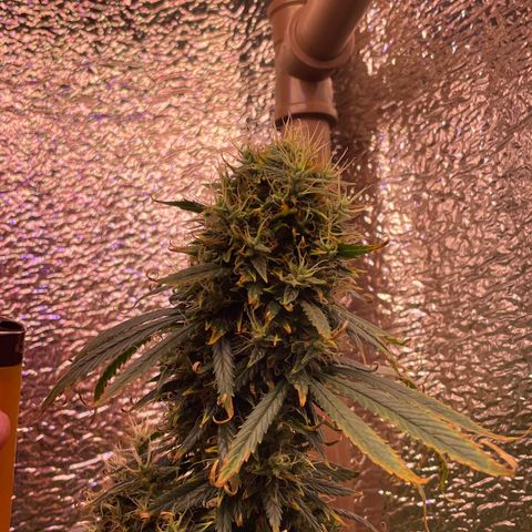 AK 47 growlog timeline photo