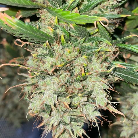 AK 47 growlog timeline photo