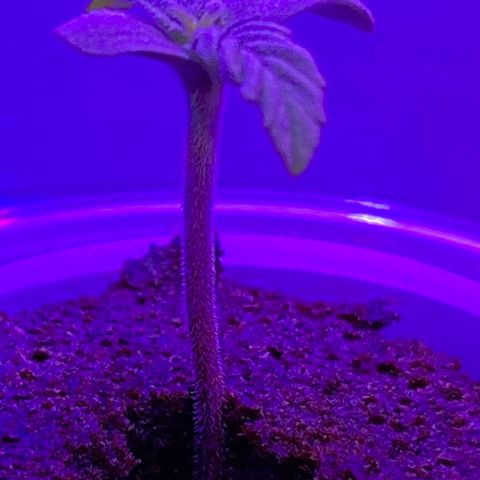 Unknown strain #1 growlog timeline photo
