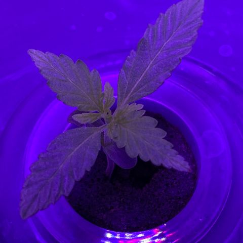 Unknown strain #1 growlog timeline photo