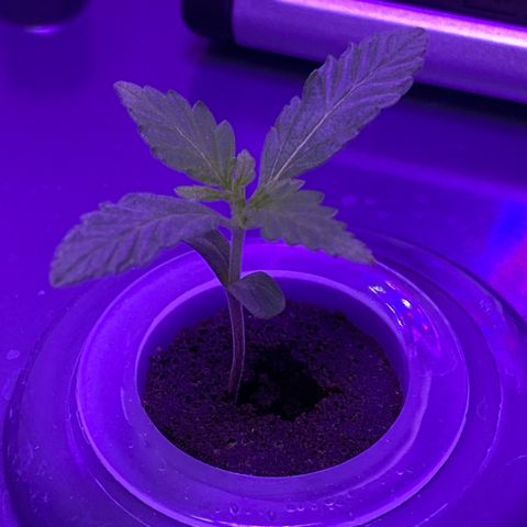Unknown strain #1 growlog timeline photo