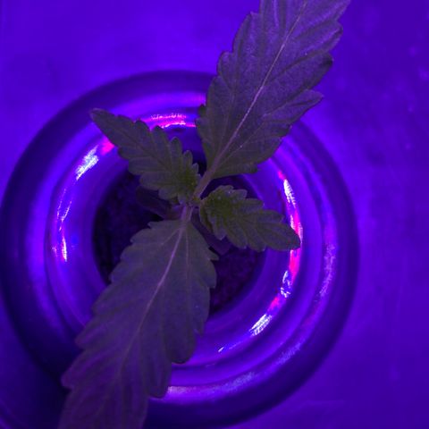 Unknown strain #1 growlog timeline photo