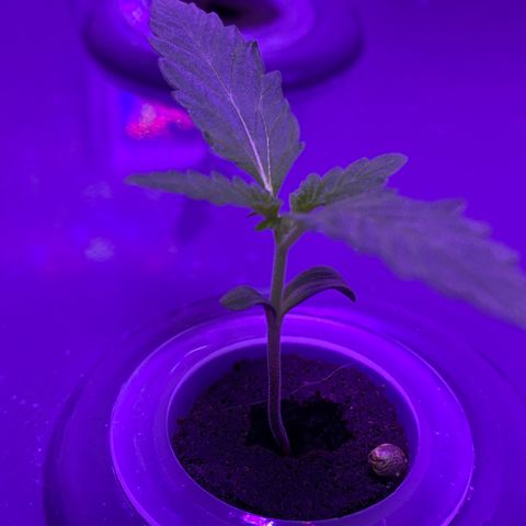 Unknown strain #1 growlog timeline photo