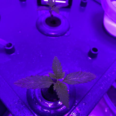 Unknown strain #1 growlog timeline photo