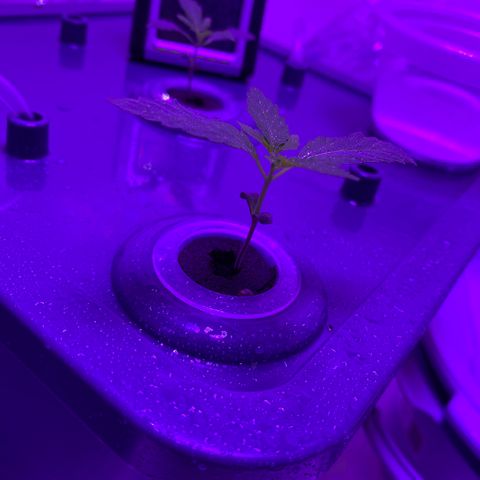 Unknown strain #1 growlog timeline photo