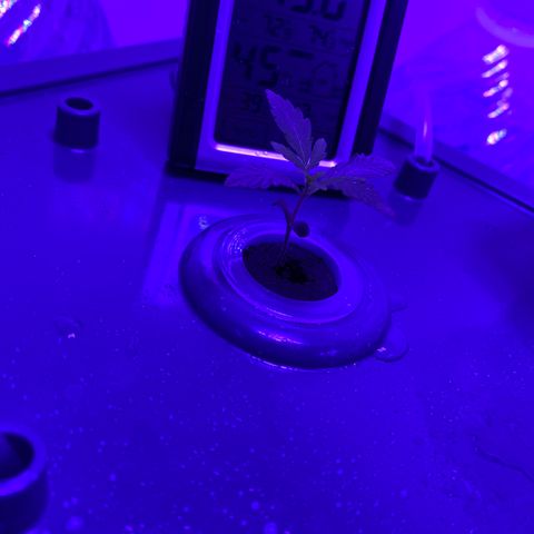 Unknown strain #1 growlog timeline photo