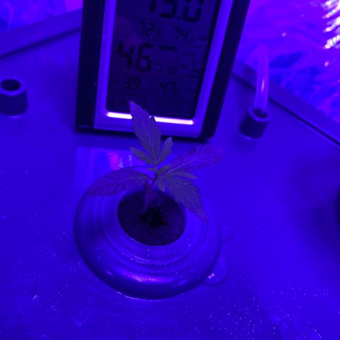 Unknown strain #1 growlog timeline photo