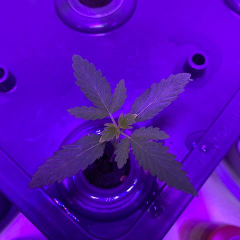 Unknown strain #1 growlog photo: Watching 👀 leaves  🍃 