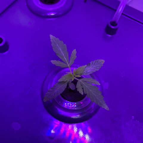 Unknown strain #1 growlog photo: Watching 👀 leaves  🍃 