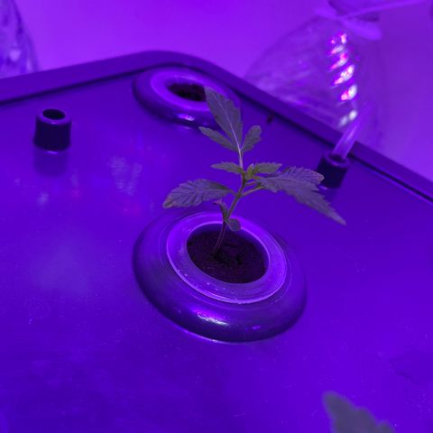 Unknown strain #1 growlog photo: Watching 👀 leaves  🍃 