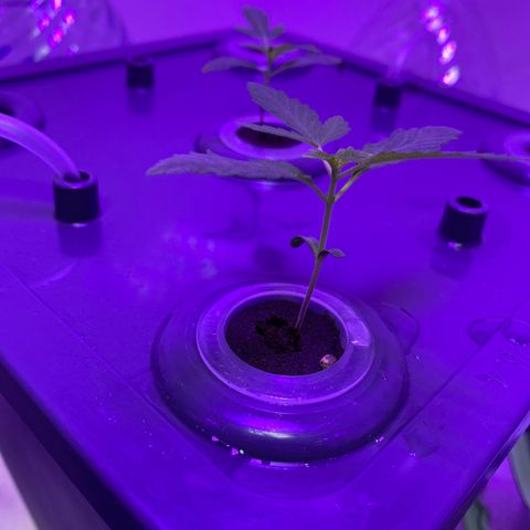 Unknown strain #1 growlog photo: Watching 👀 leaves  🍃 