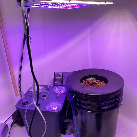 Unknown strain #1 growlog timeline photo
