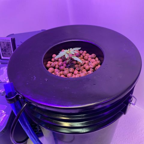 Unknown strain #1 growlog timeline photo