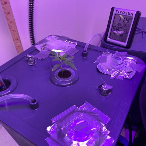 Unknown strain #1 growlog timeline photo