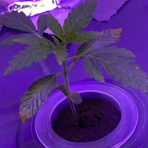 Unknown strain #1 growlog timeline photo