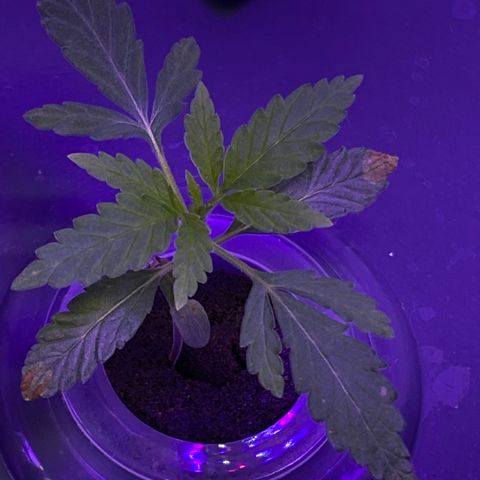 Unknown strain #1 growlog timeline photo