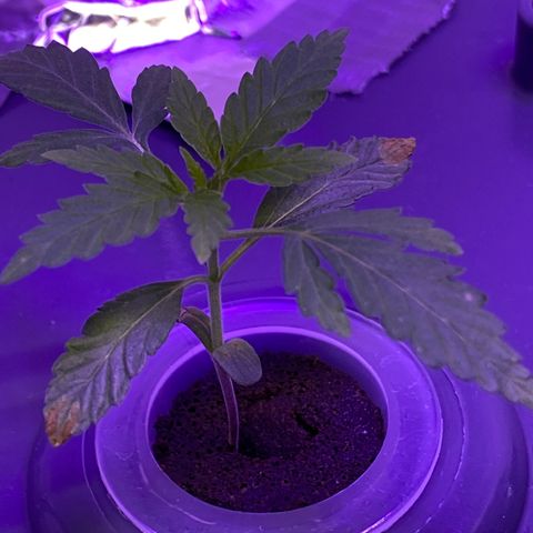 Unknown strain #1 growlog timeline photo