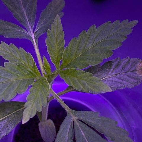 Unknown strain #1 growlog timeline photo