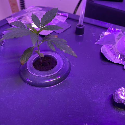 Unknown strain #1 growlog timeline photo