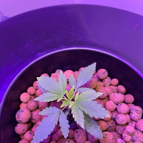 Unknown strain #1 growlog timeline photo