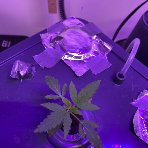 Unknown strain #1 growlog timeline photo