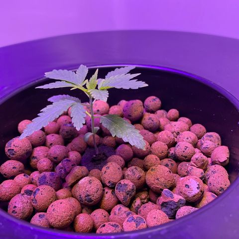 Unknown strain #1 growlog timeline photo