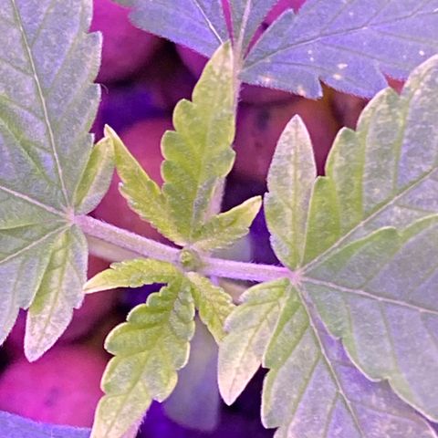 Unknown strain #1 growlog timeline photo