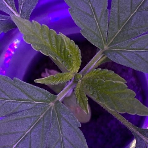Unknown strain #1 growlog timeline photo