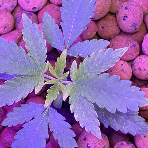 Unknown strain #1 growlog timeline photo