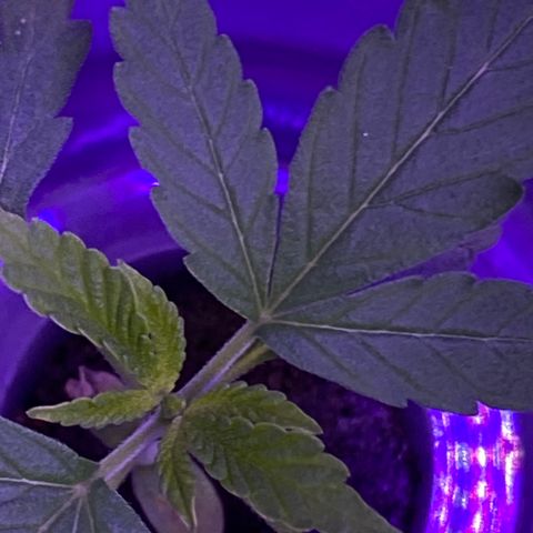 Unknown strain #1 growlog timeline photo