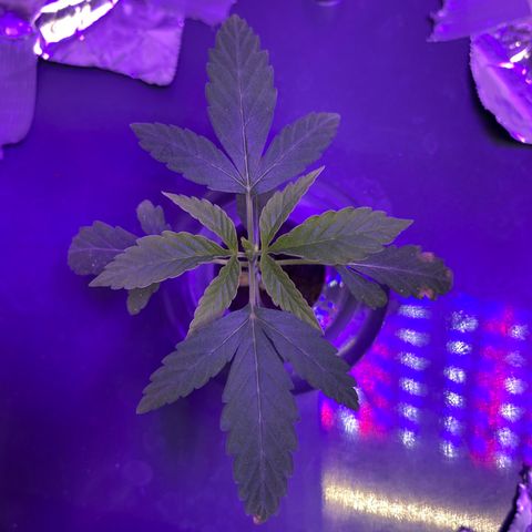 Unknown strain #1 growlog timeline photo
