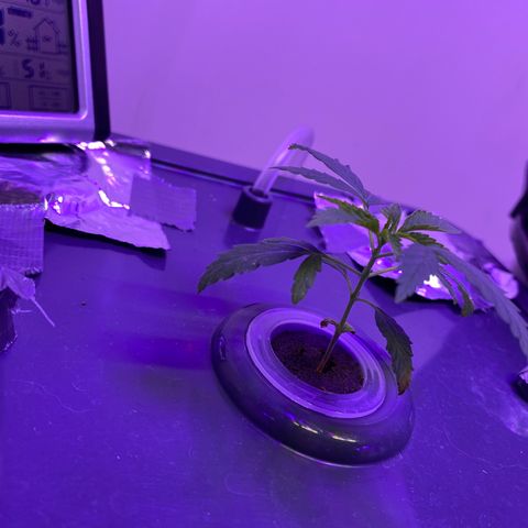 Unknown strain #1 growlog timeline photo