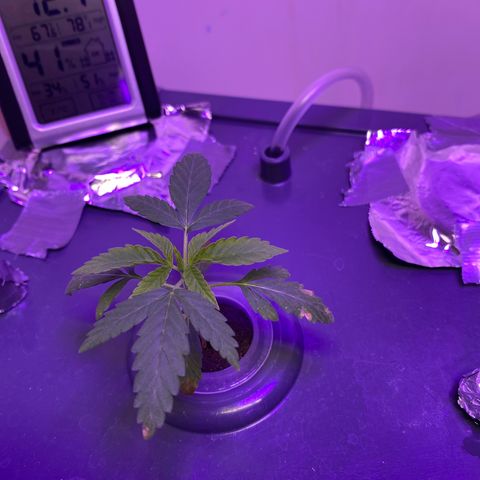 Unknown strain #1 growlog timeline photo