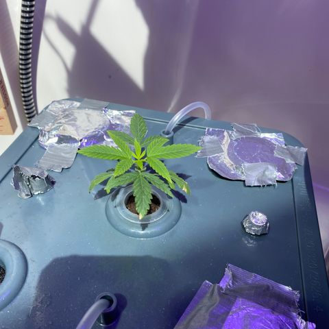 Unknown strain #1 growlog timeline photo