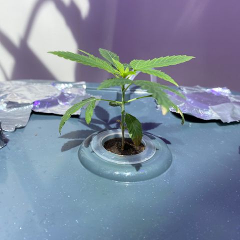 Unknown strain #1 growlog timeline photo