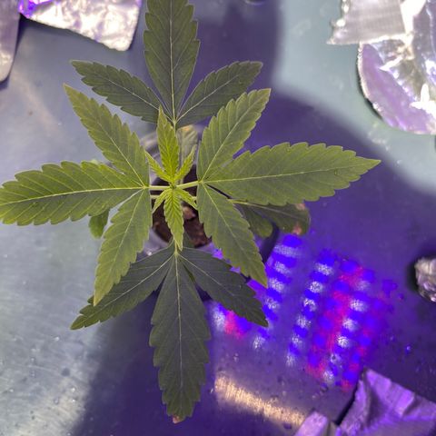Unknown strain #1 growlog timeline photo