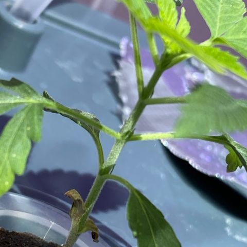 Unknown strain #1 growlog timeline photo