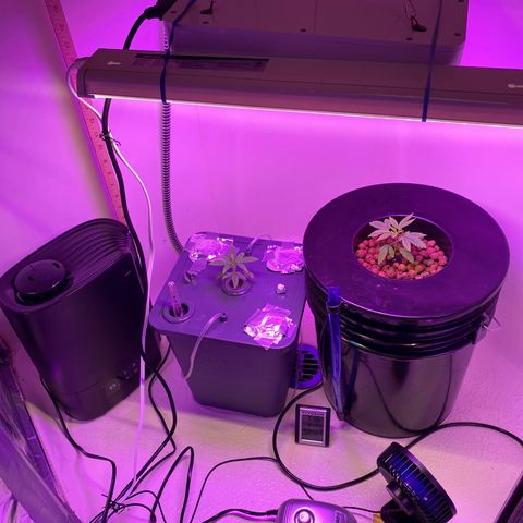 Unknown strain #1 growlog timeline photo