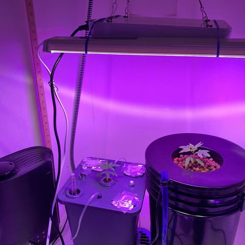 Unknown strain #1 growlog timeline photo