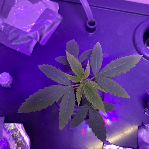 Unknown strain #1 growlog timeline photo