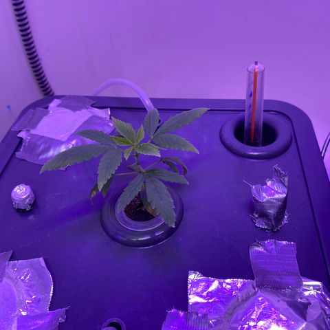 Unknown strain #1 growlog timeline photo