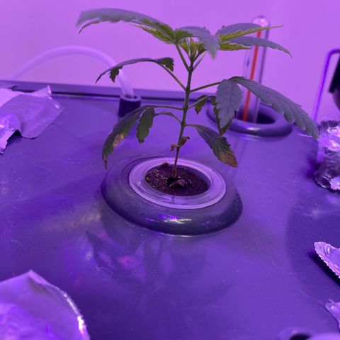 Unknown strain #1 growlog timeline photo