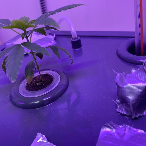 Unknown strain #1 growlog timeline photo
