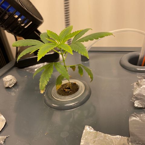 Unknown strain #1 growlog timeline photo